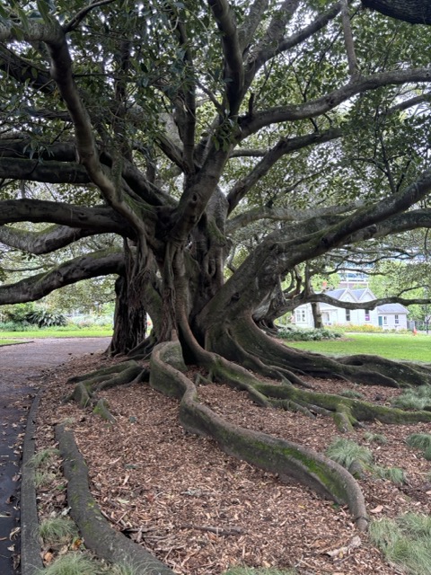 A large old tree in Albert Park