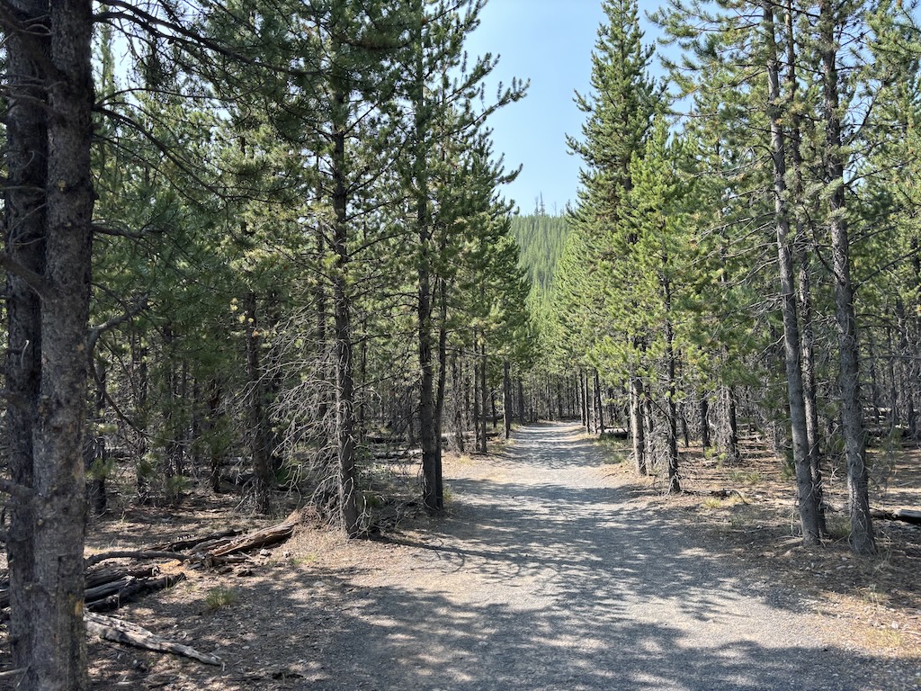 Yellowstone trail surrounded by woodlands