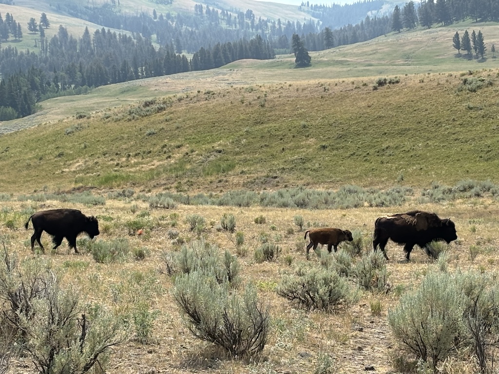 American Bison