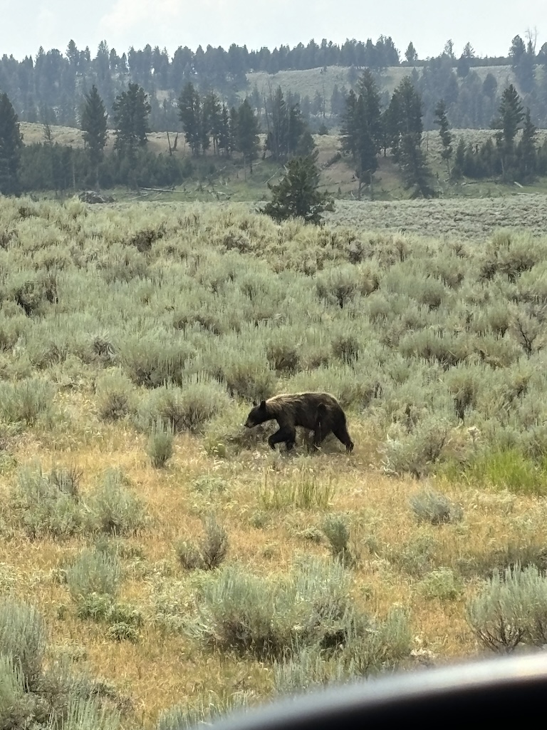Black bear
