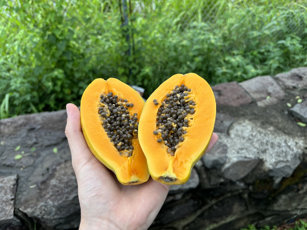 Fresh papaya in Hilo
