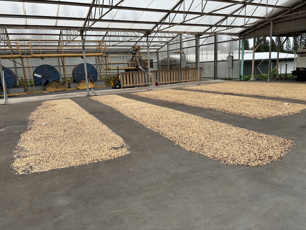 Drying of coffee beans