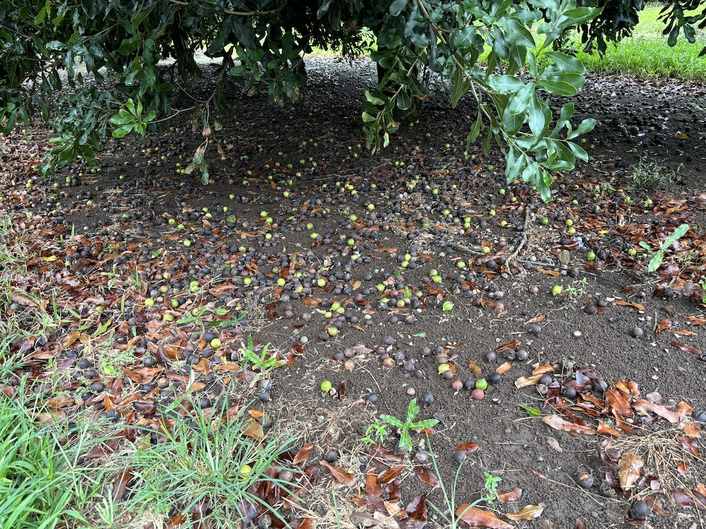 Macademia nuts on the ground