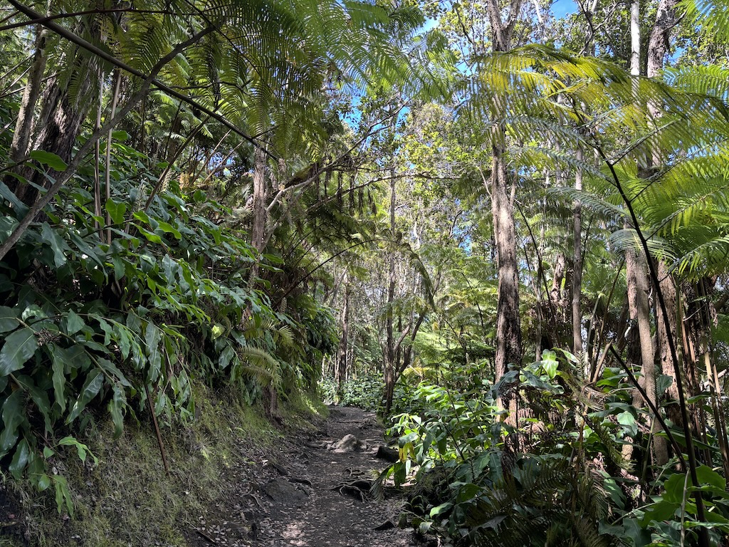 Volcano park hiking trail