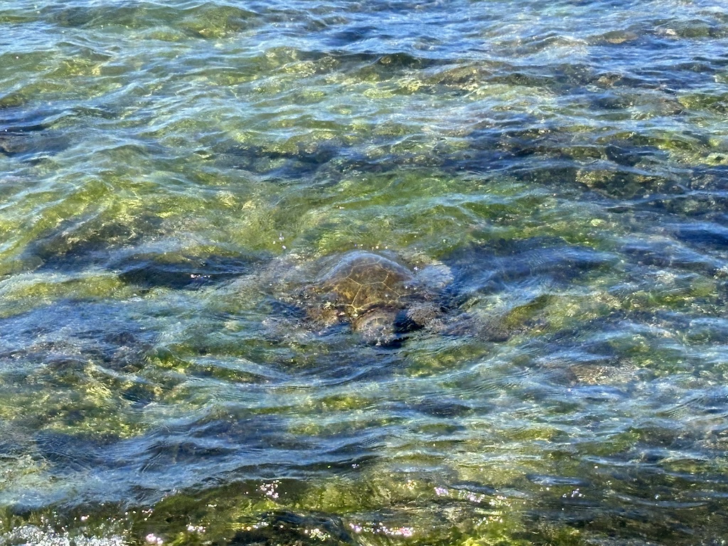 Kaloko-Honokohau sea turtles!