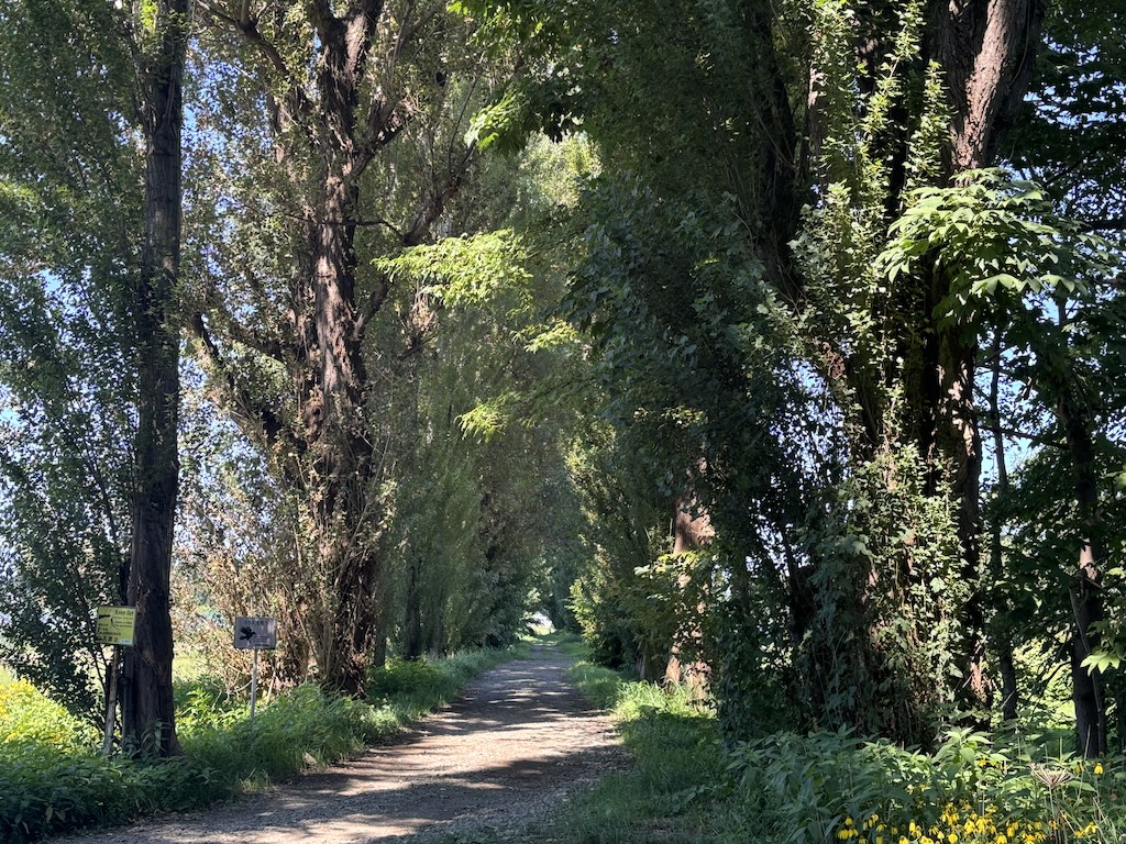 Footpath under tall trees