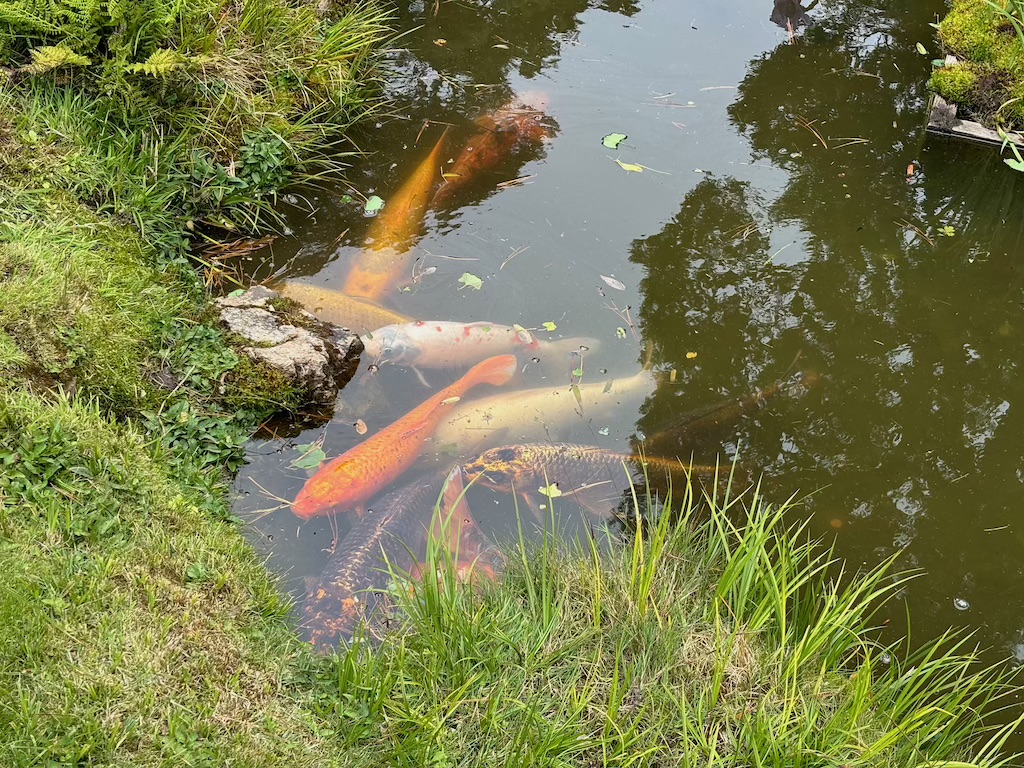 Koi fish