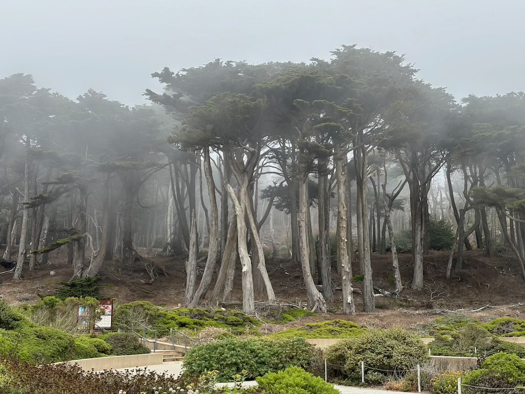 Woodland next to Sutro baths