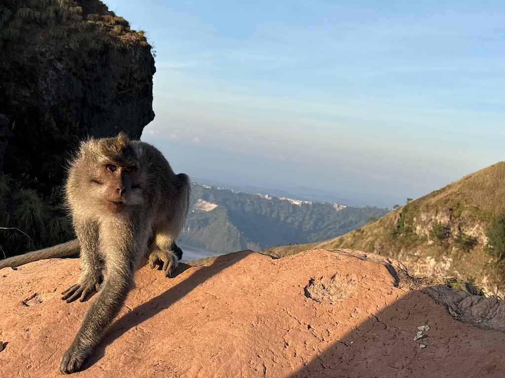 Monkey on Mount Batur