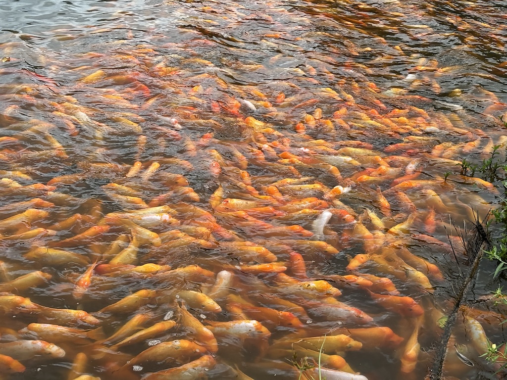 Botanical Gardens fishpond