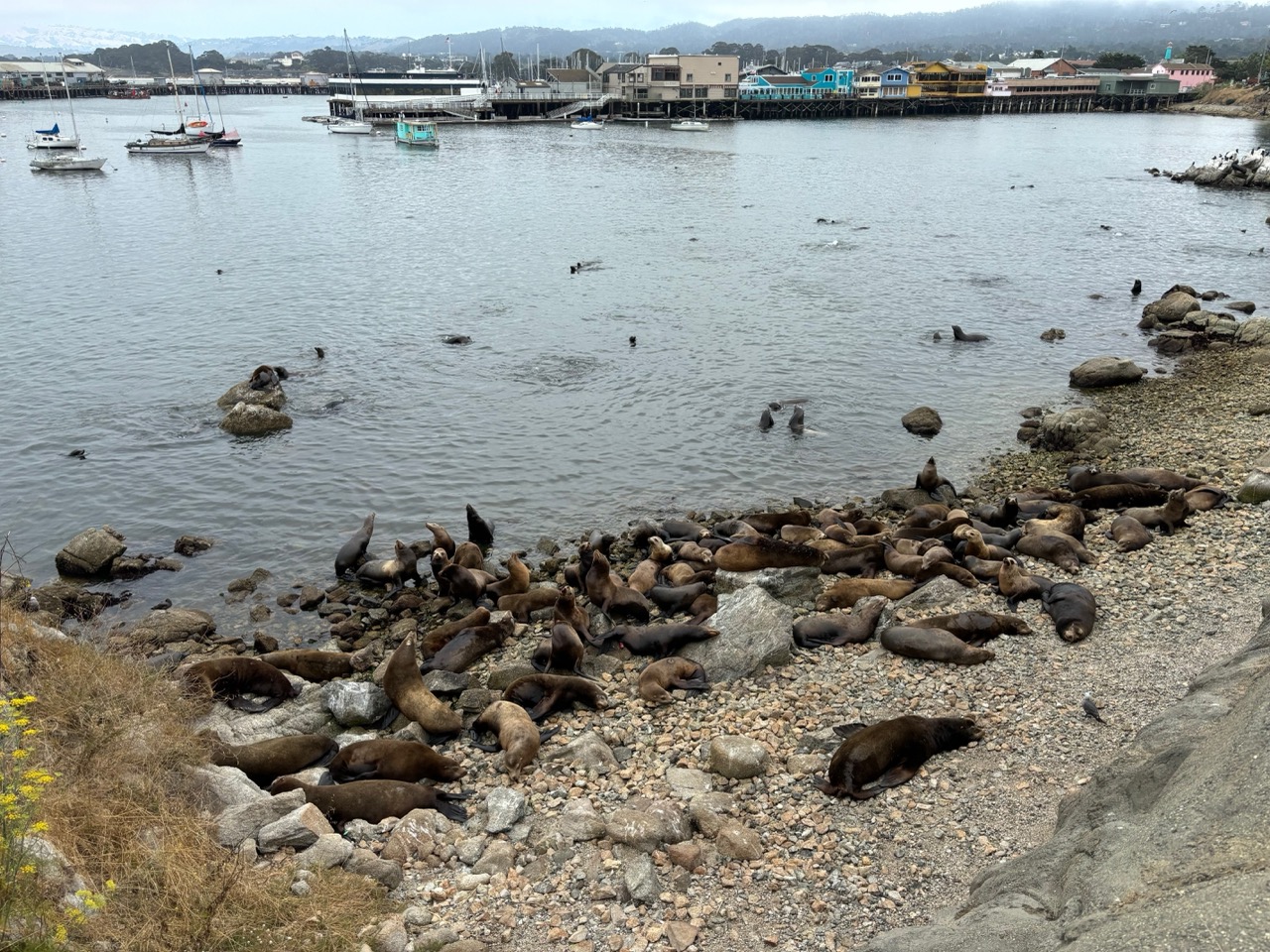 Sea lions in Monterey