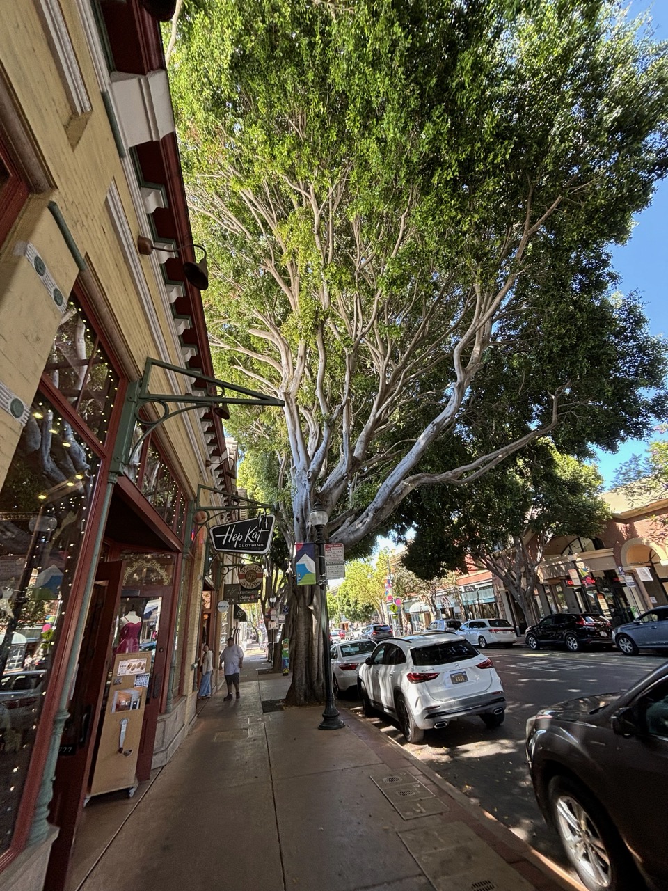 Huge roadside tree
