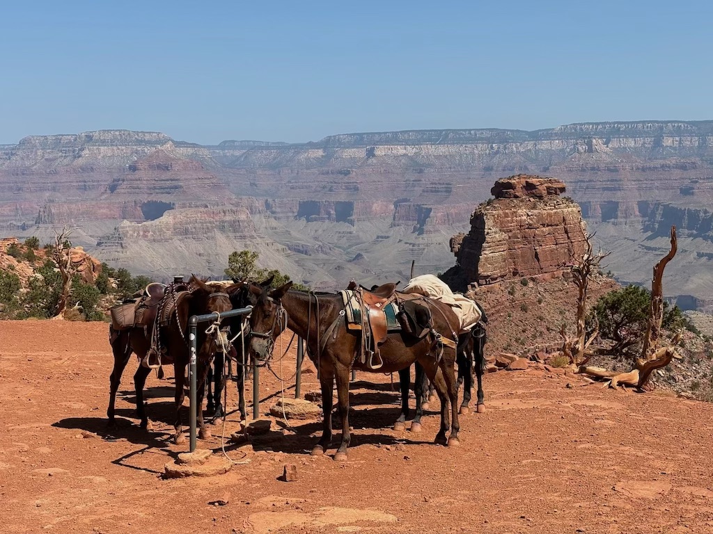 A barren of mules at Cedar Ridge