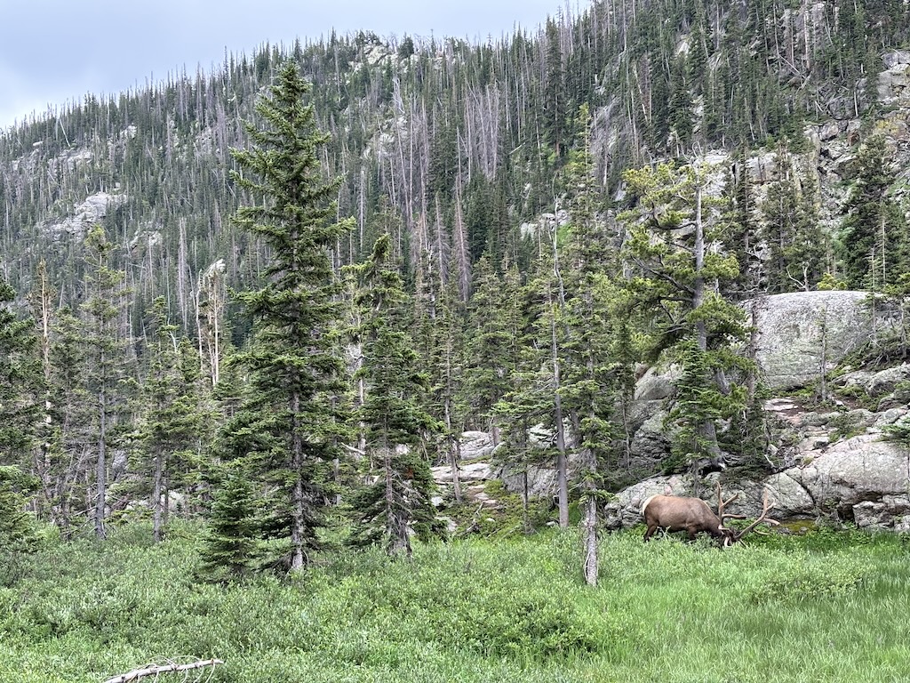 An Elk in Rockies National Park