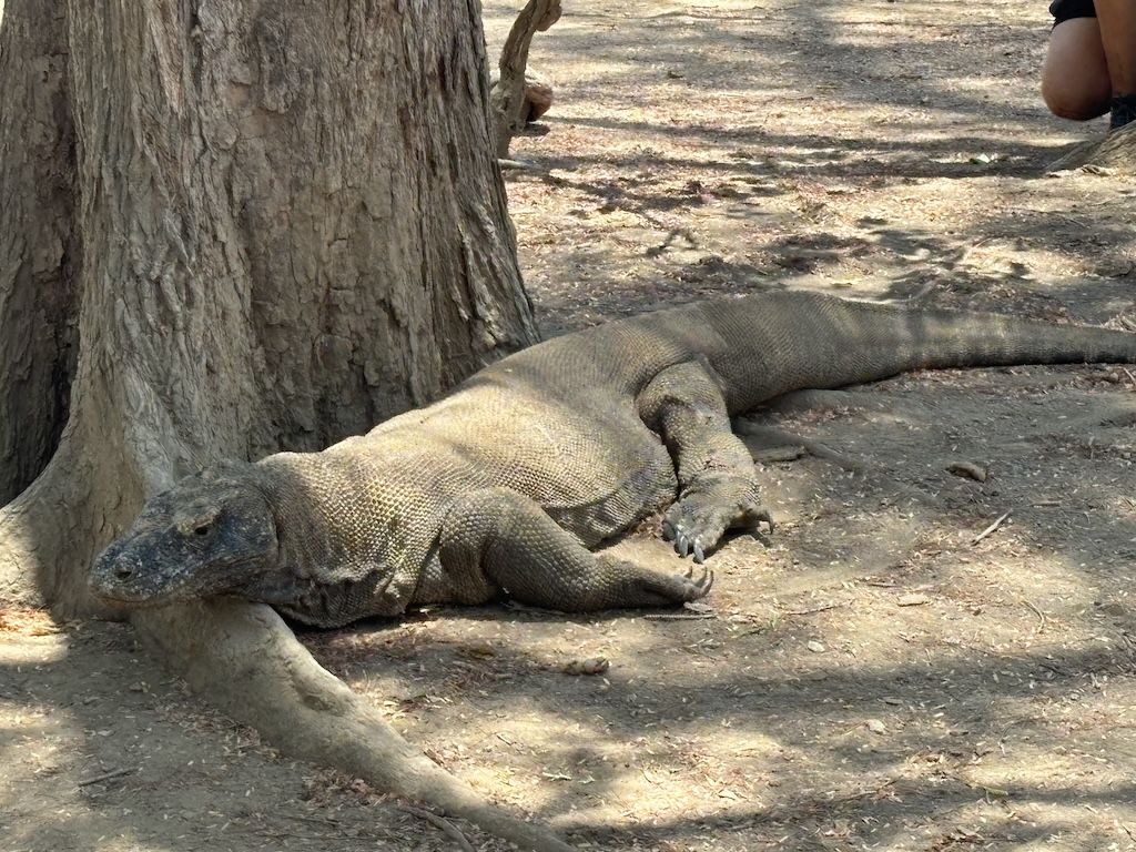 Large male Komodo Dragon resting under a tree