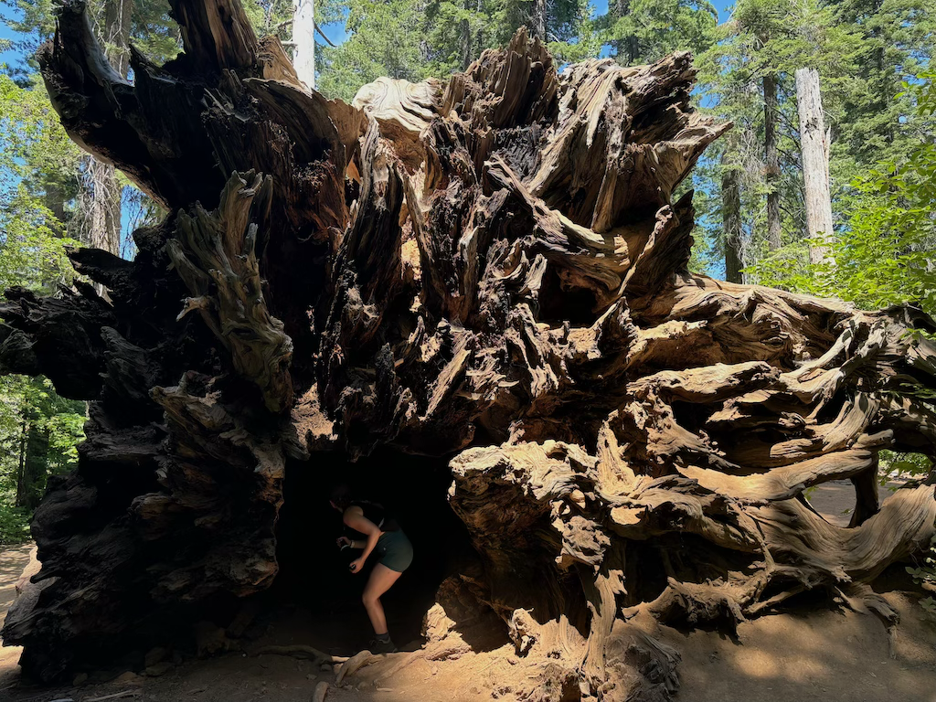 Giant Sequoia uprooted