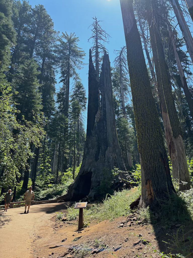 Wawona Tunnel Tree