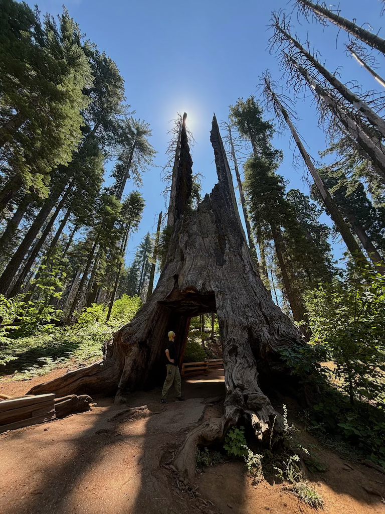 Wawona Tunnel Tree